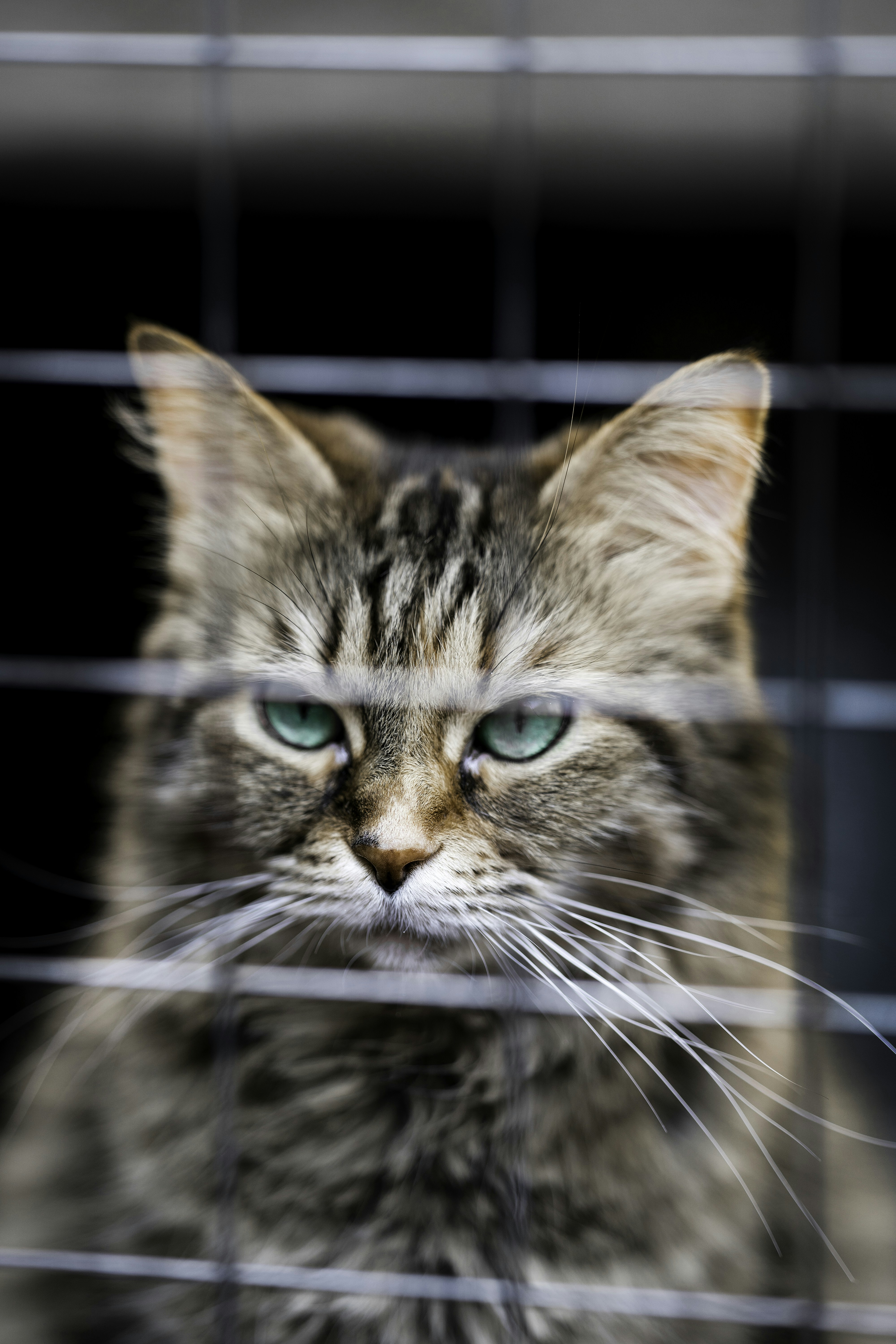 a cat with blue eyes looking out of a cage