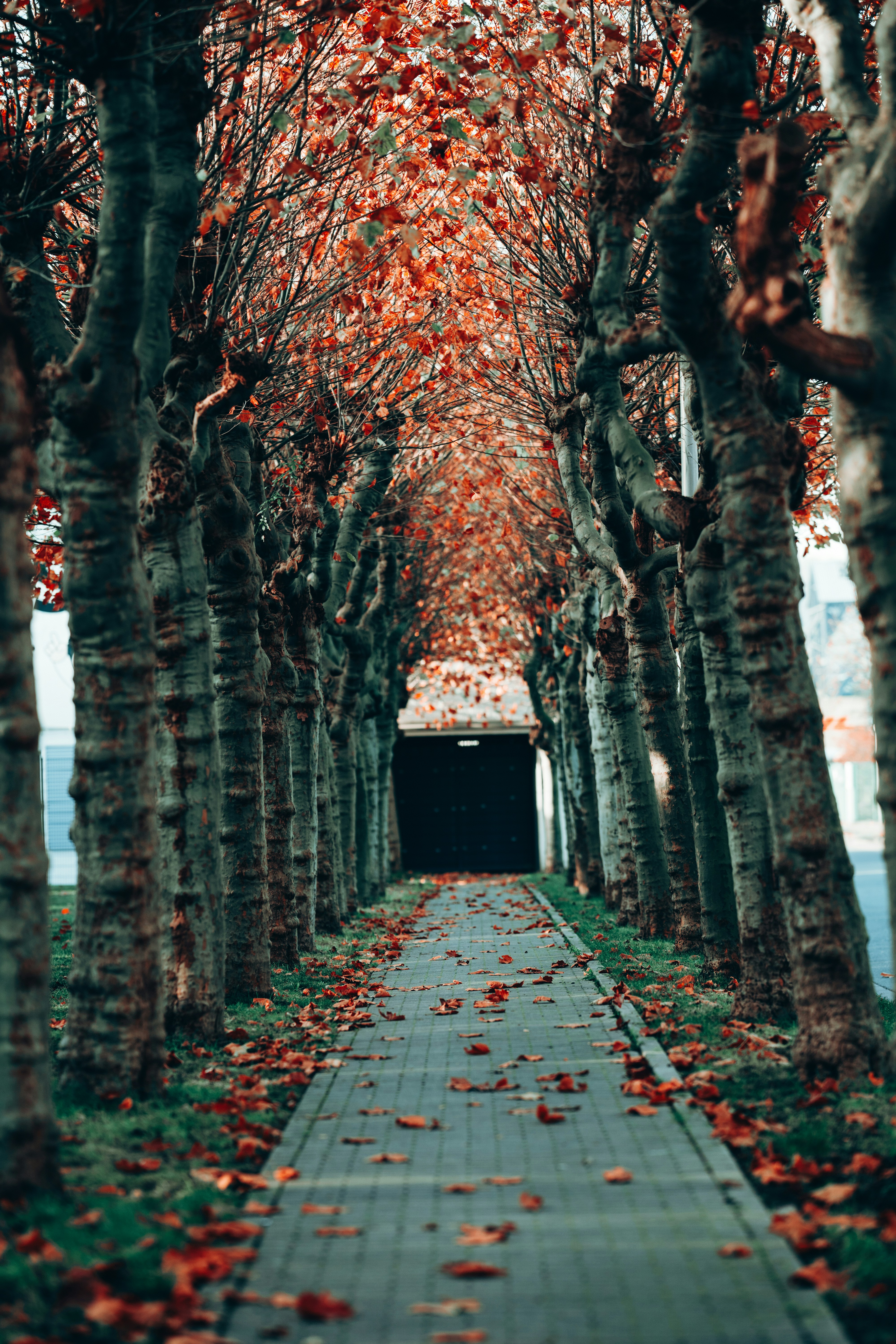 Foto Un camino bordeado de árboles con hojas rojas – Imagen Calle ...