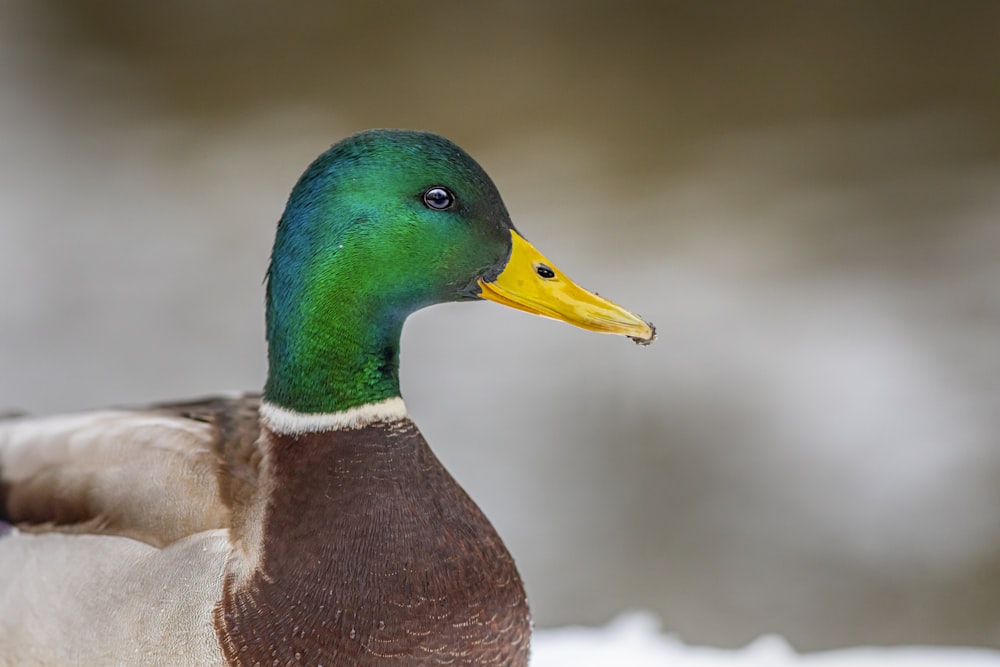 a duck that is standing in the snow