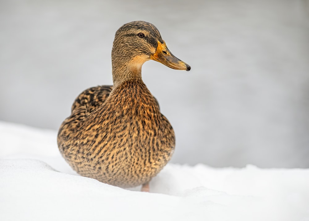 a duck standing in the snow on a snowy day