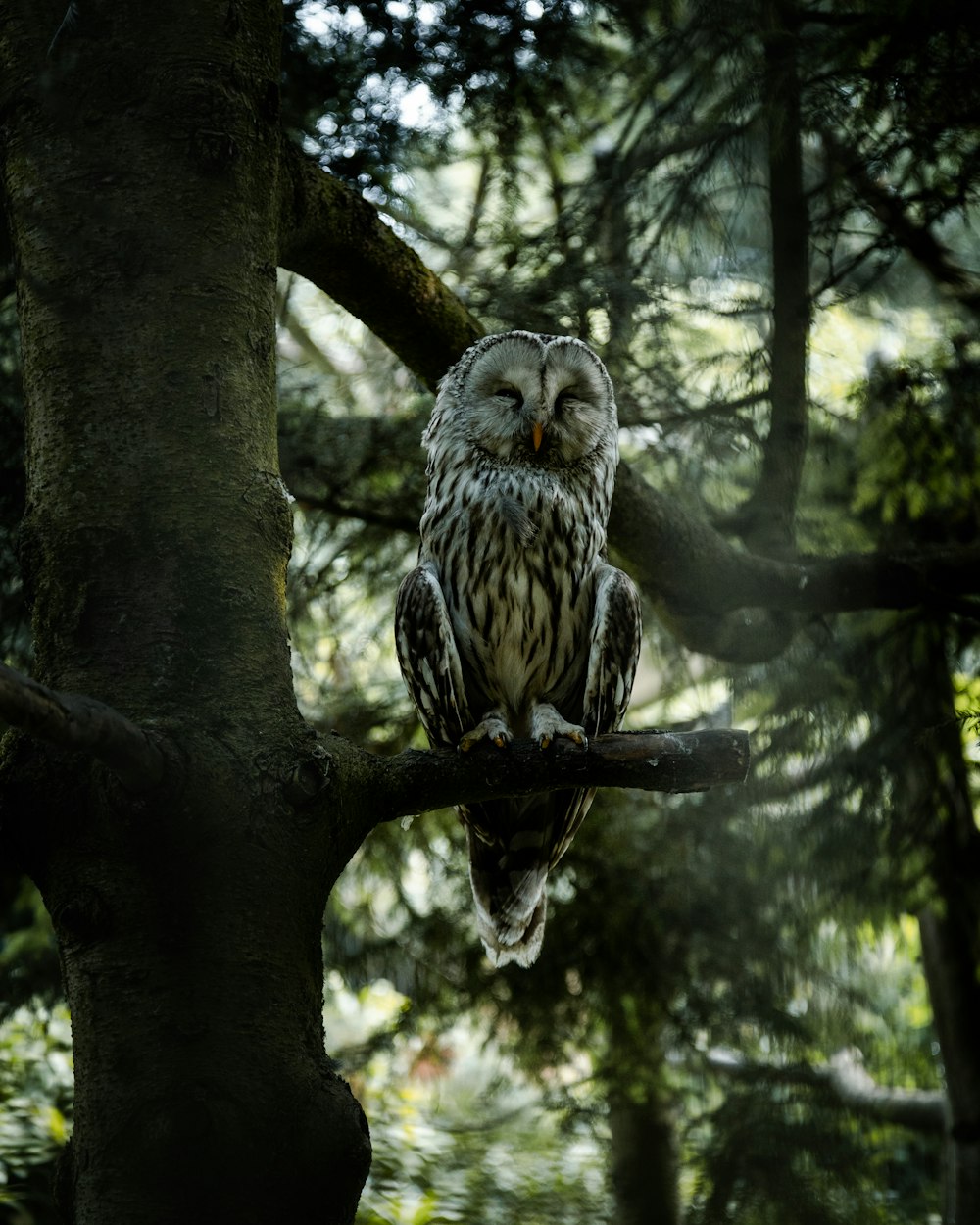 an owl perched on a tree branch in a forest