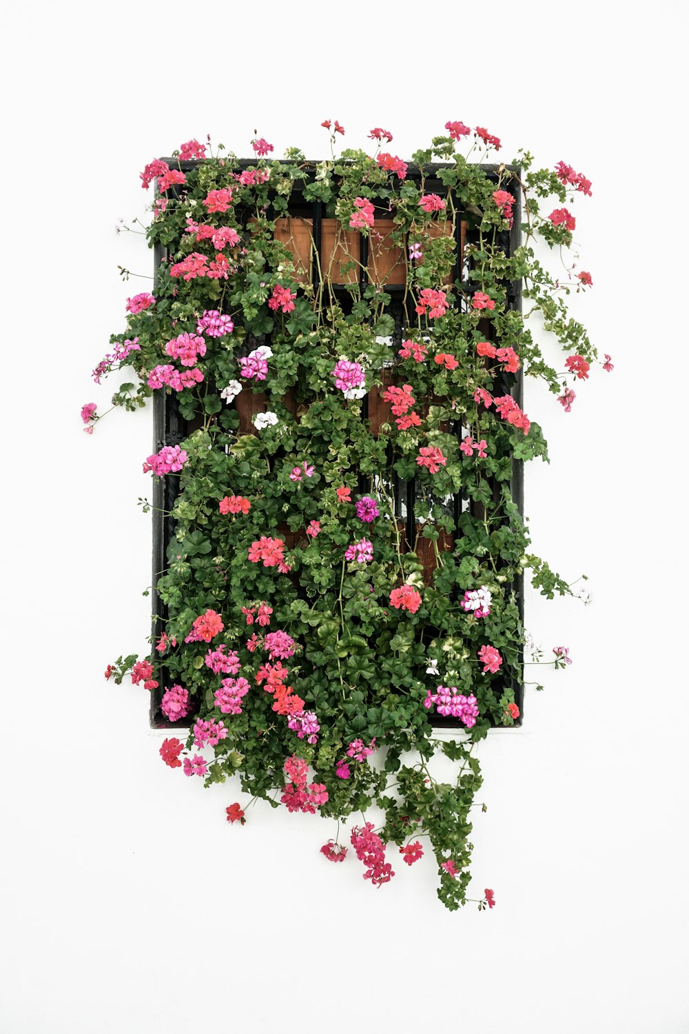 a window covered in pink and white flowers