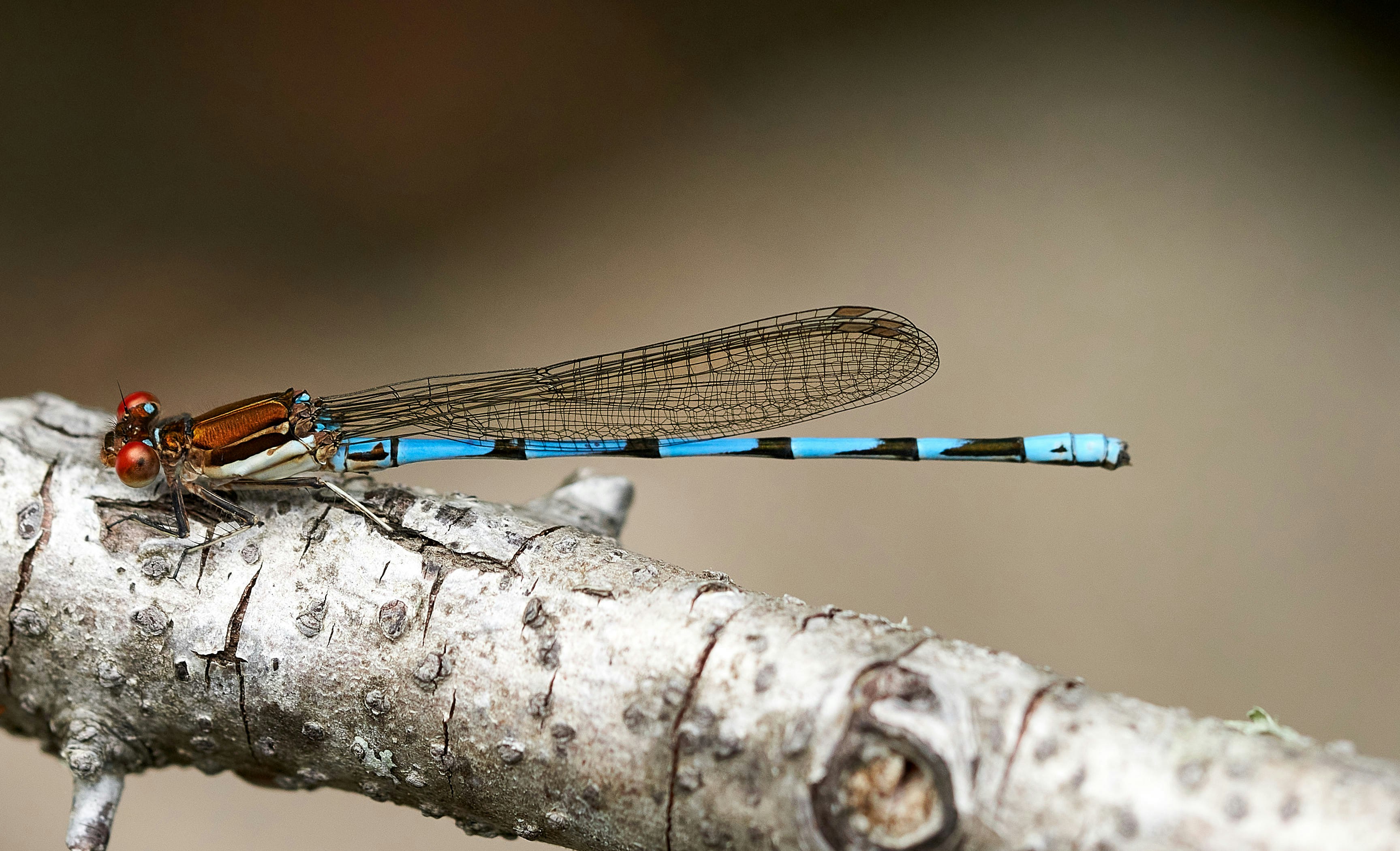 a blue and red dragonfly sitting on a branch