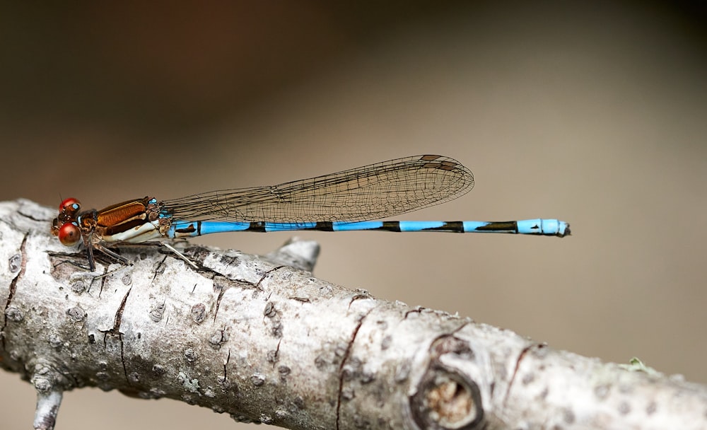 a blue and red dragonfly sitting on a branch