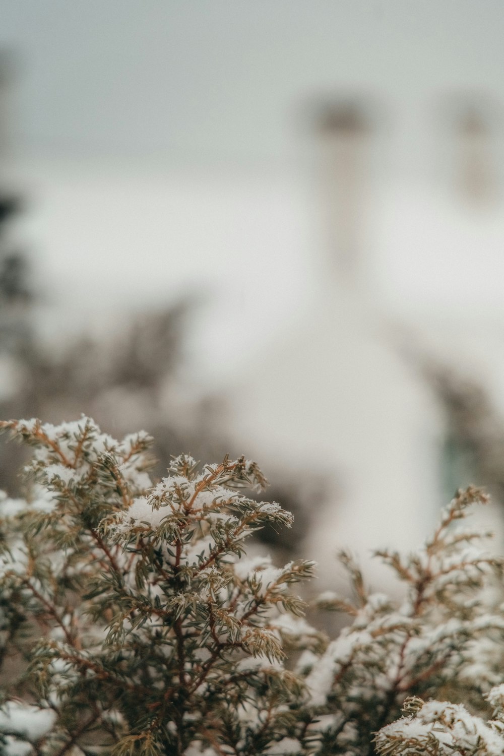 a bird perched on top of a tree covered in snow