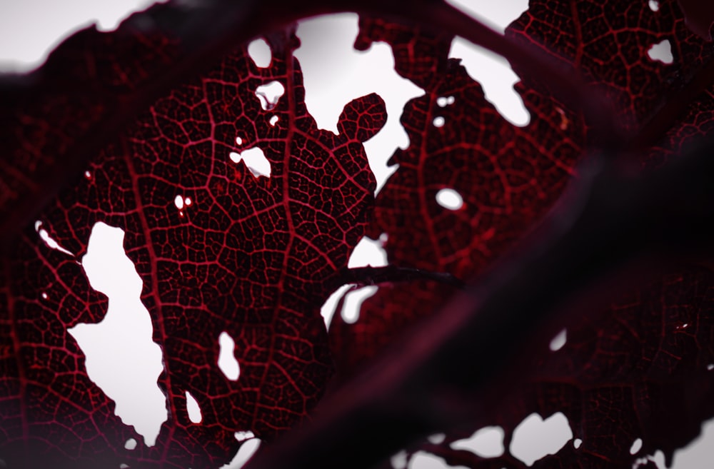 a close up of a red leaf on a white background