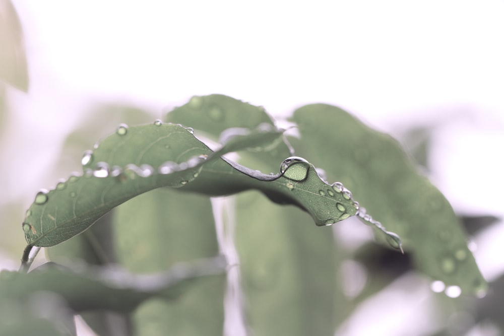 a green plant with water droplets on it