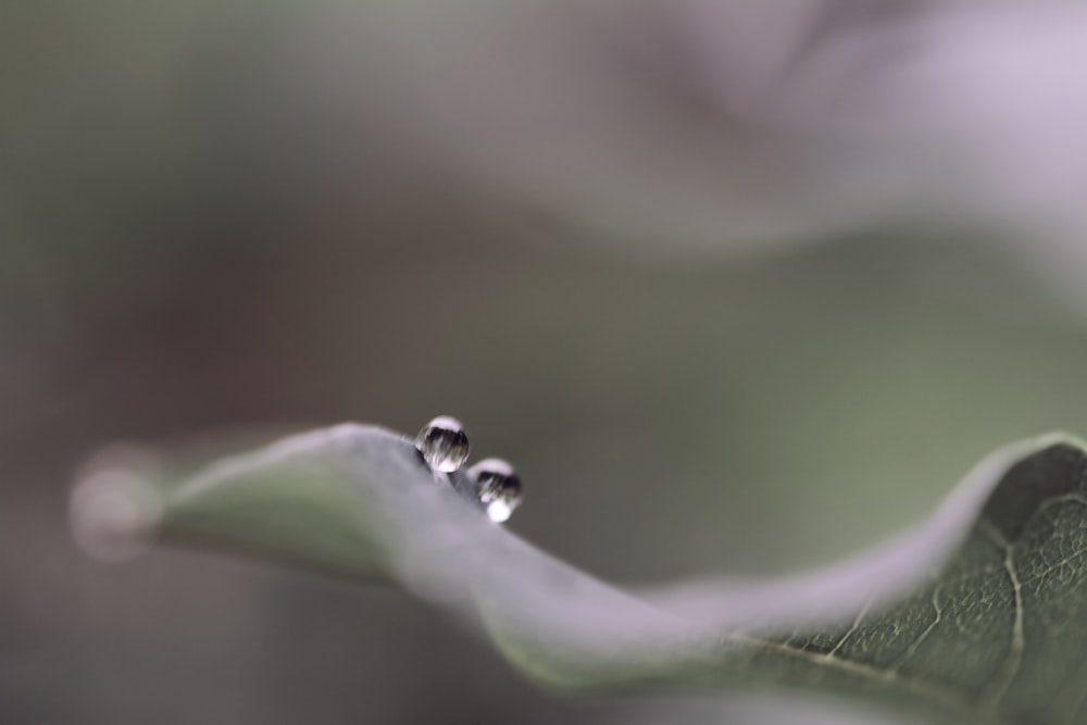 two drops of water on a green leaf