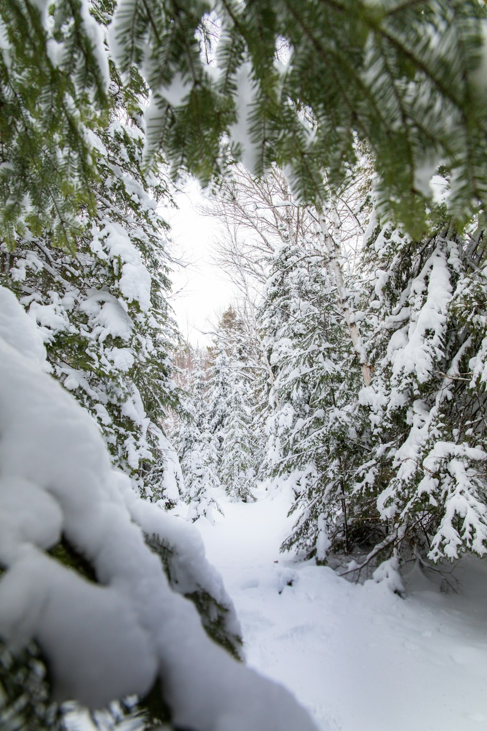 a snow covered forest filled with lots of trees