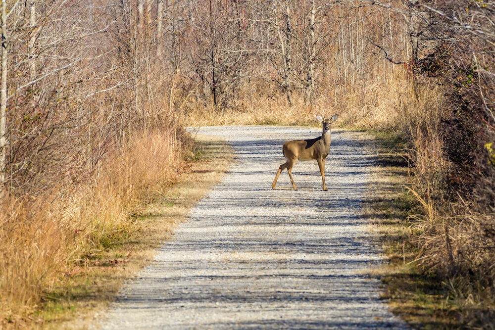 a deer standing on a dirt road in the middle of a forest
