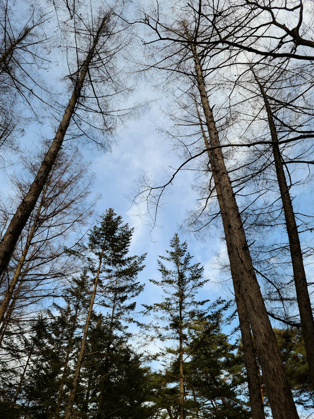 a group of tall trees standing next to each other