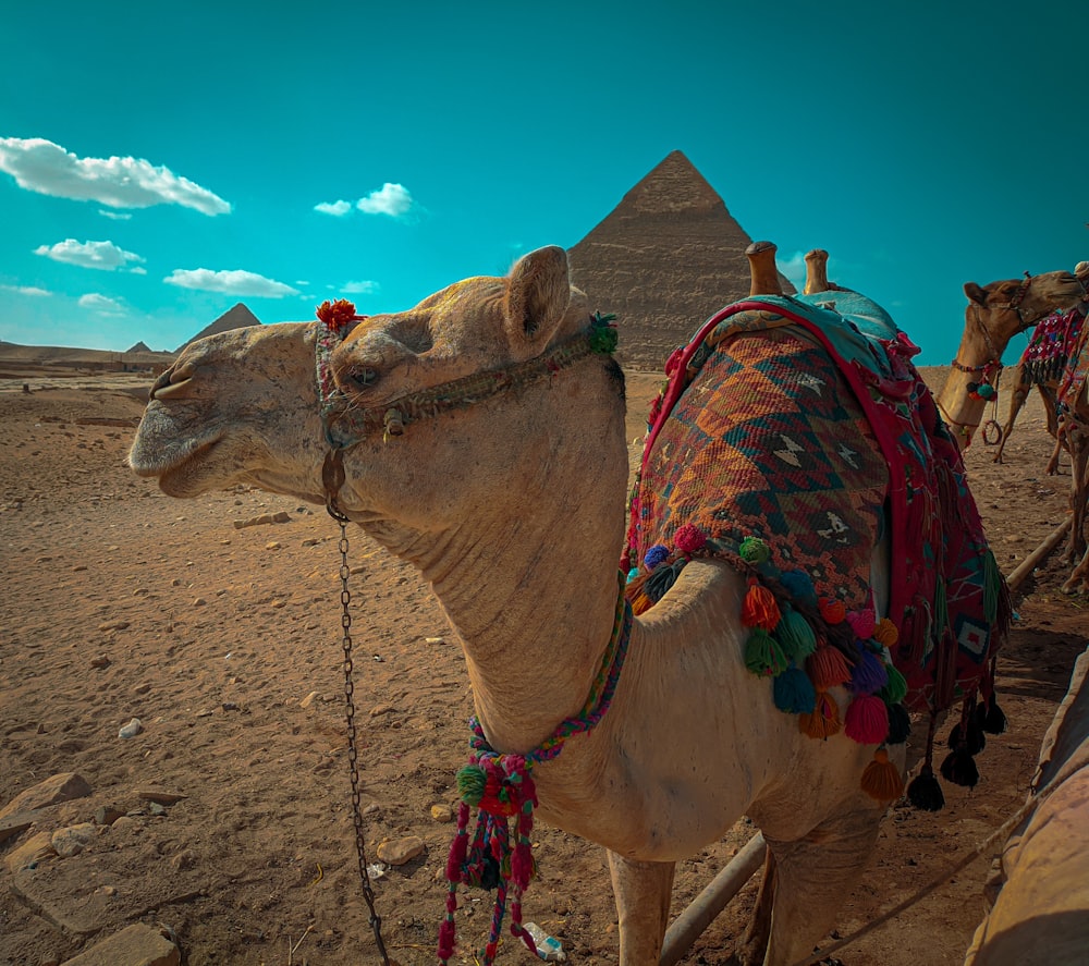 a group of camels that are standing in the dirt