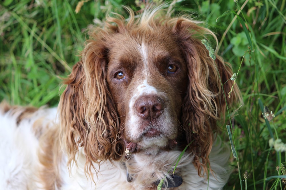 a brown and white dog sitting in the grass