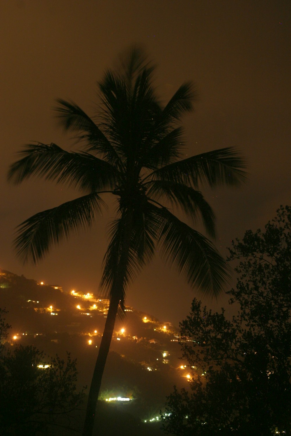a palm tree in front of a city at night
