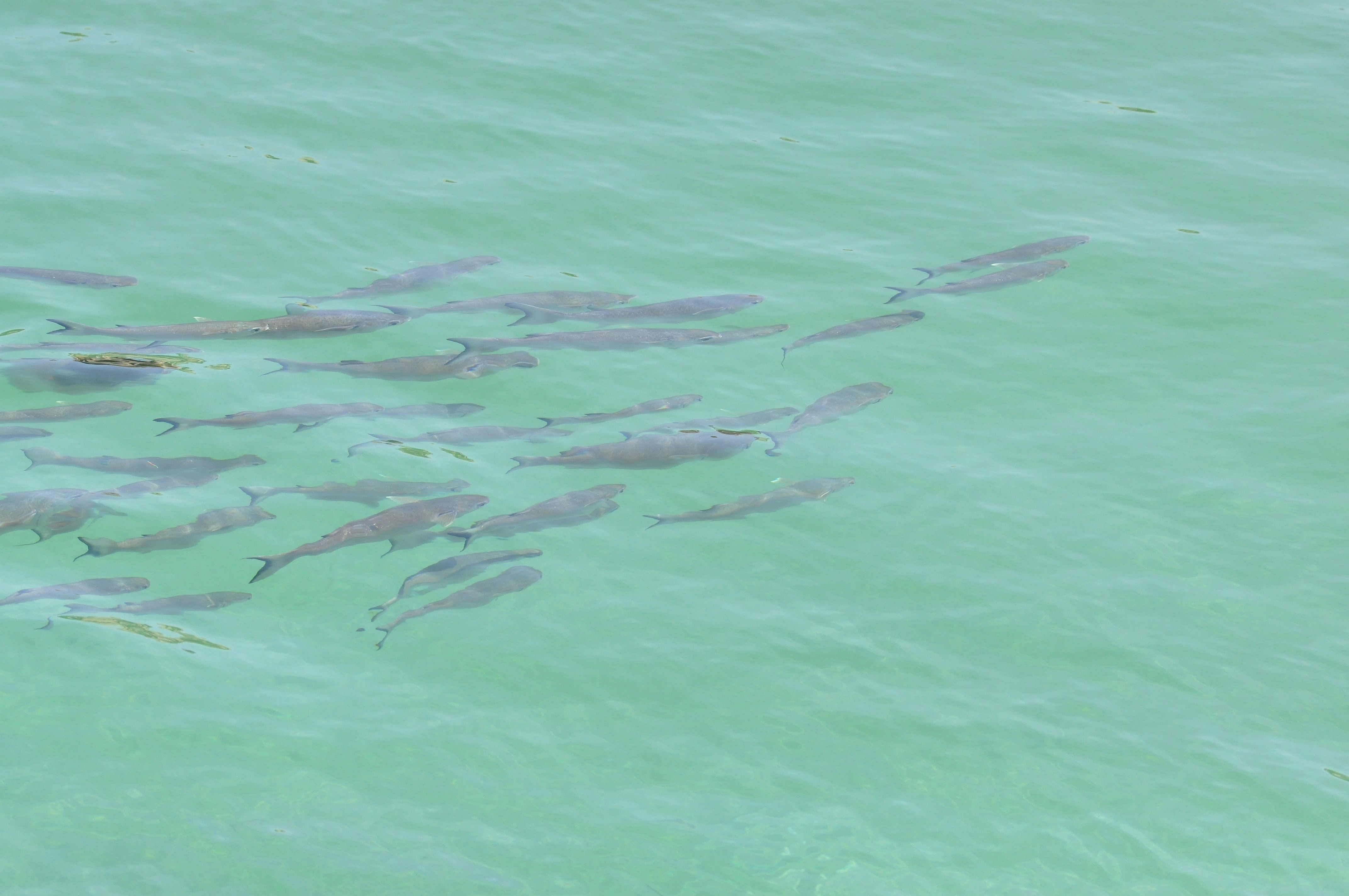 a large group of fish swimming in a body of water