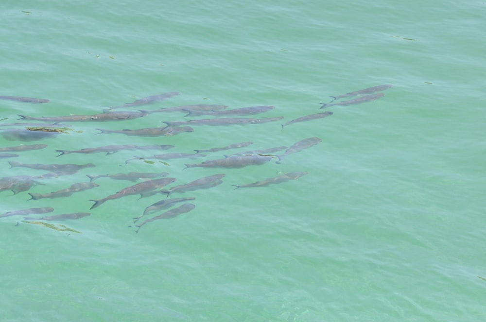 a large group of fish swimming in a body of water