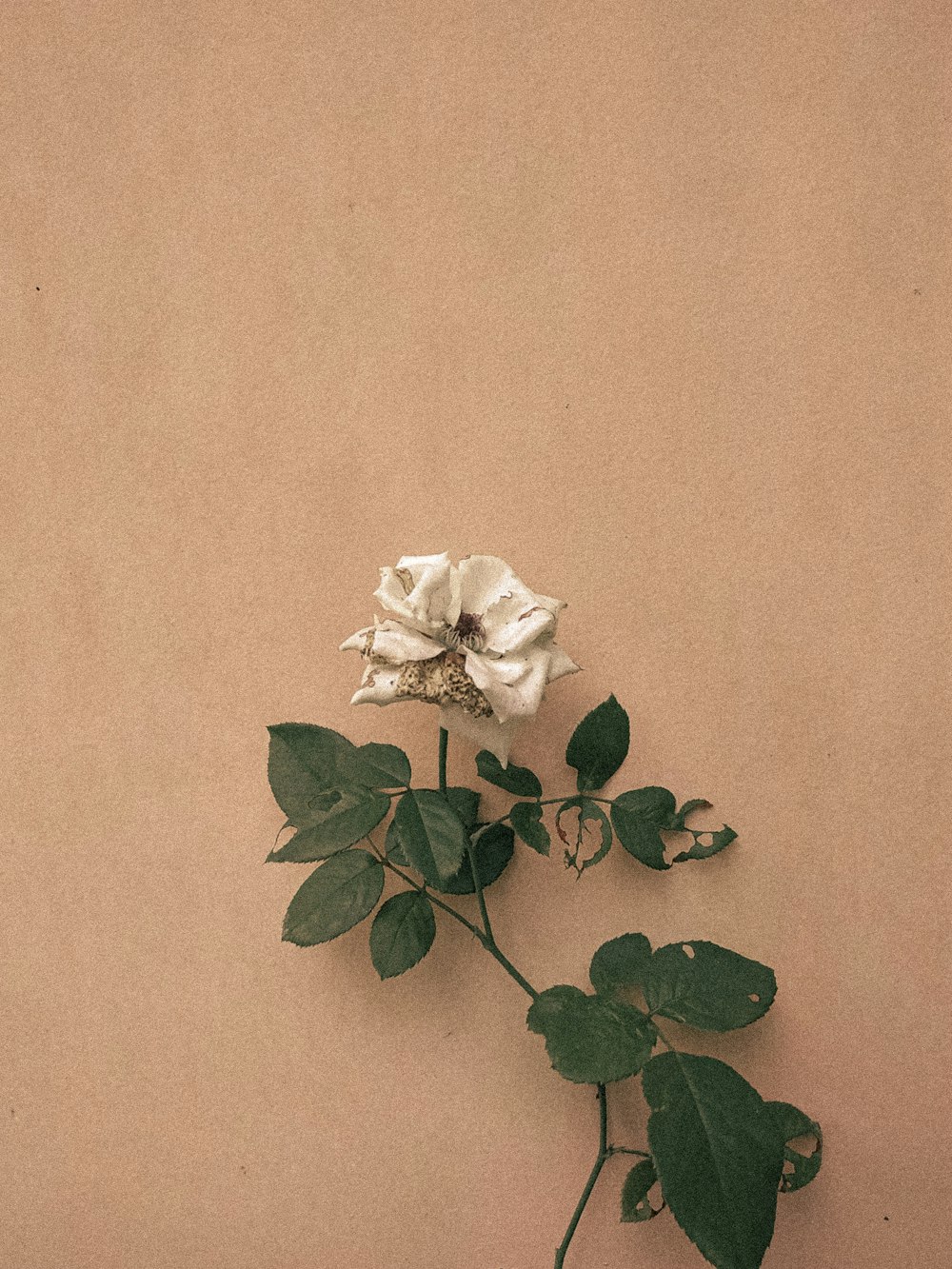 a single white rose on a brown background