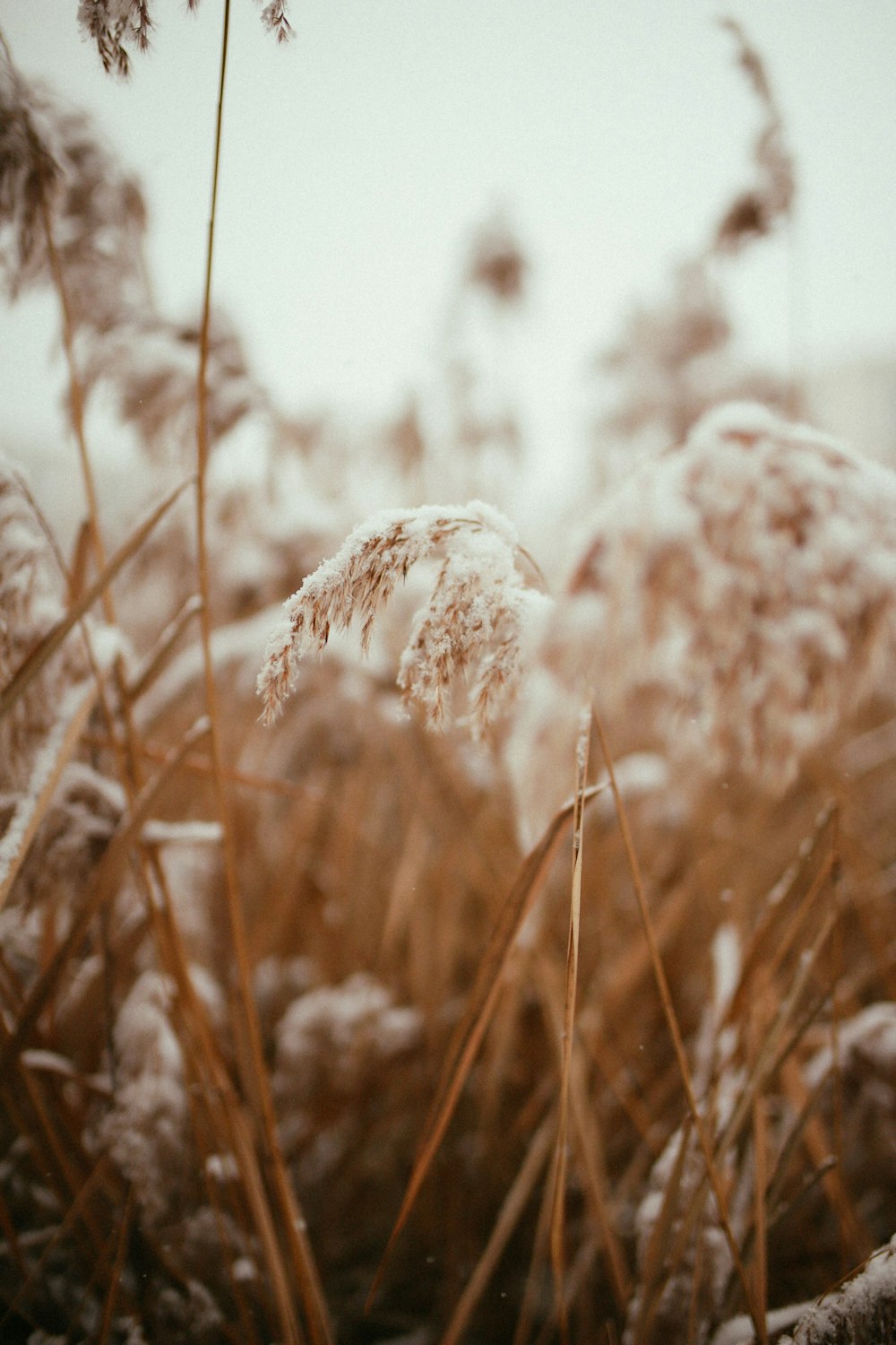 a bunch of tall grass covered in snow