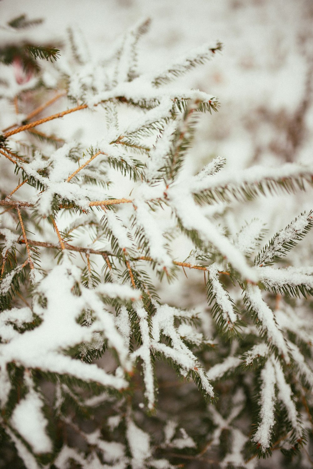 a close up of a tree with snow on it