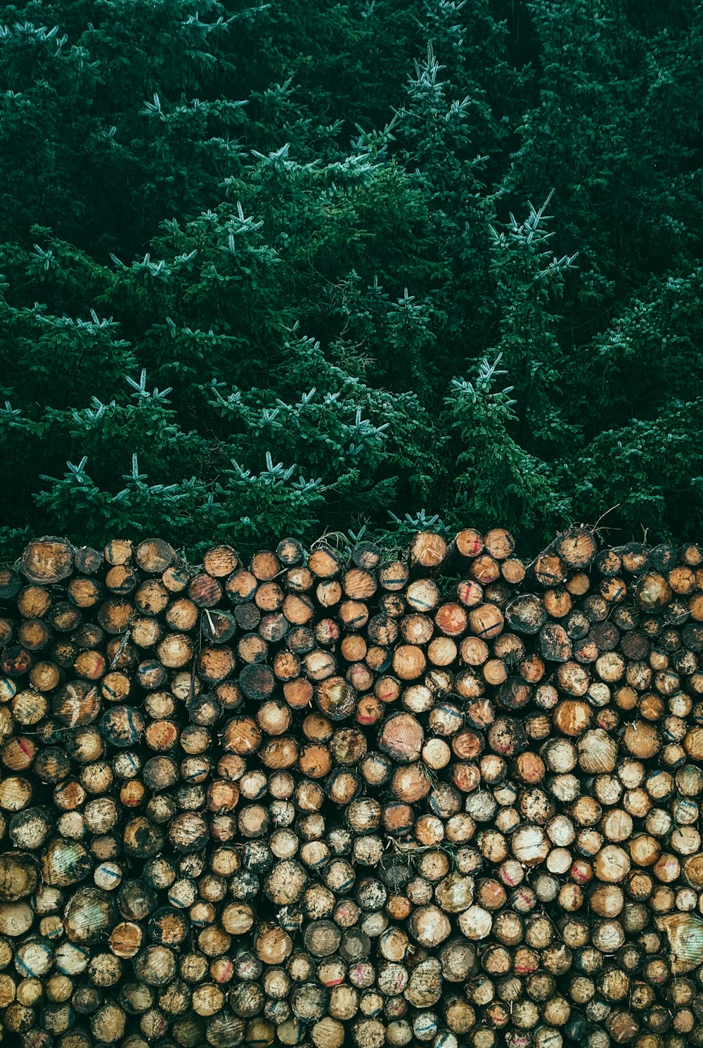 a large pile of logs sitting next to a forest