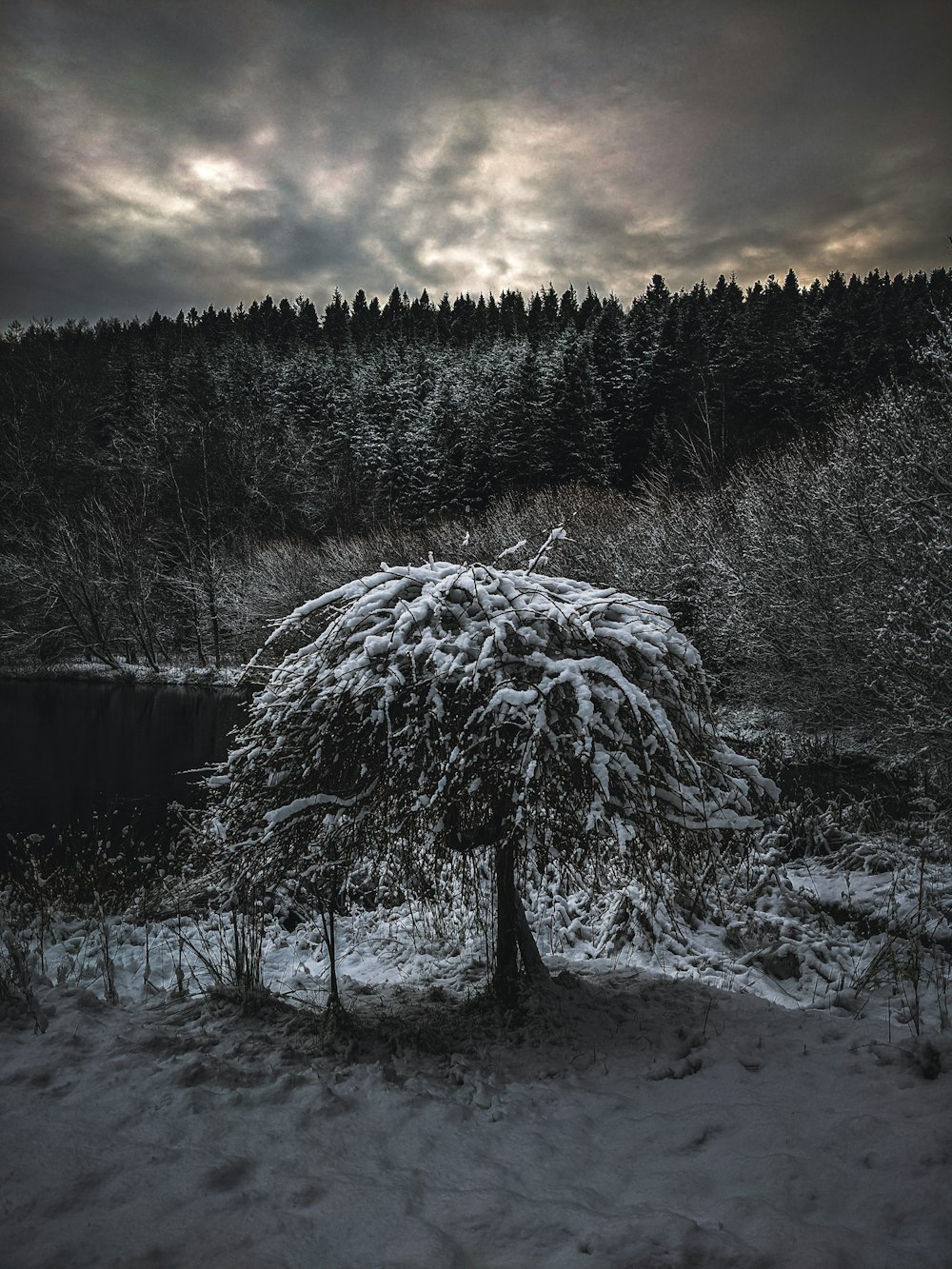 a tree covered in snow in front of a forest