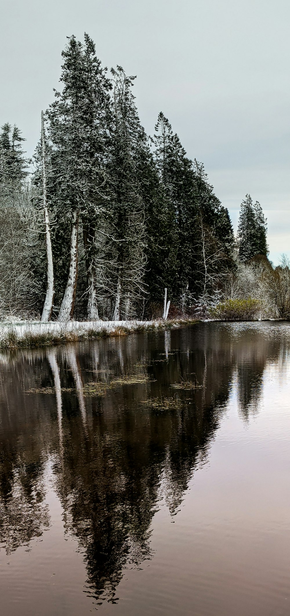 a body of water surrounded by trees and snow