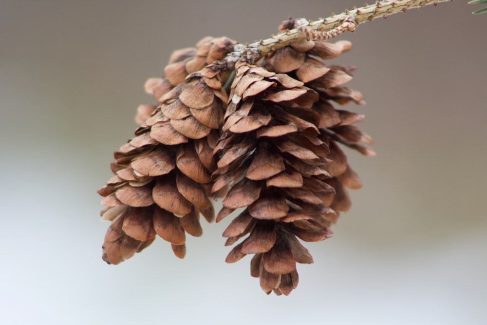 Un primo piano di una pigna su un ramo dell'albero