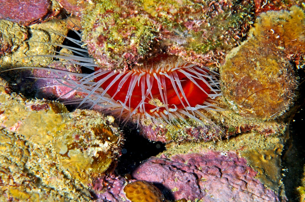 a close up of a sea anemone on a coral