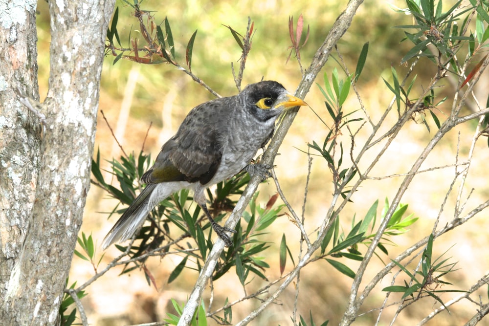 a small bird perched on a tree branch