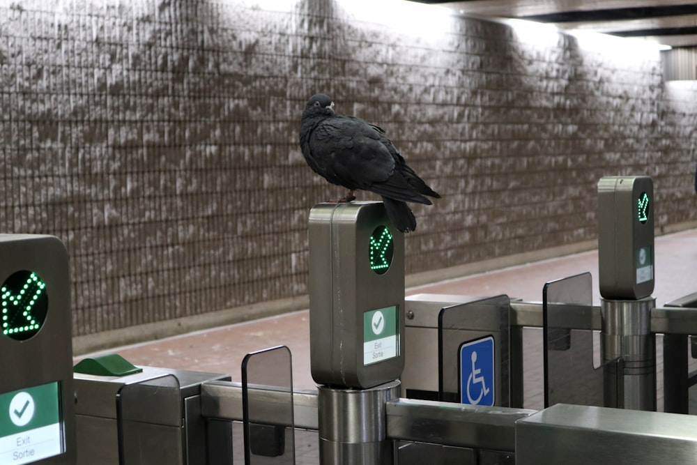 a black bird sitting on top of a metal pole