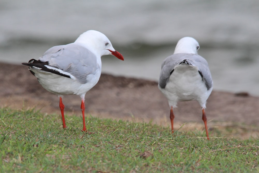 a couple of birds standing on top of a grass covered field