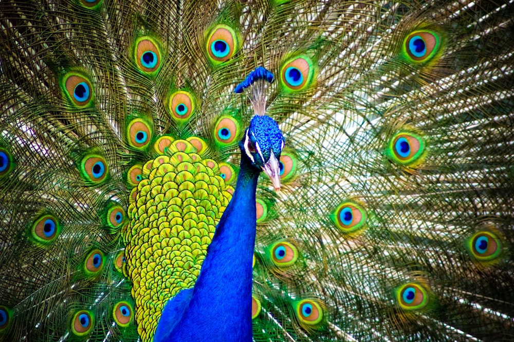 a peacock with its feathers spread out