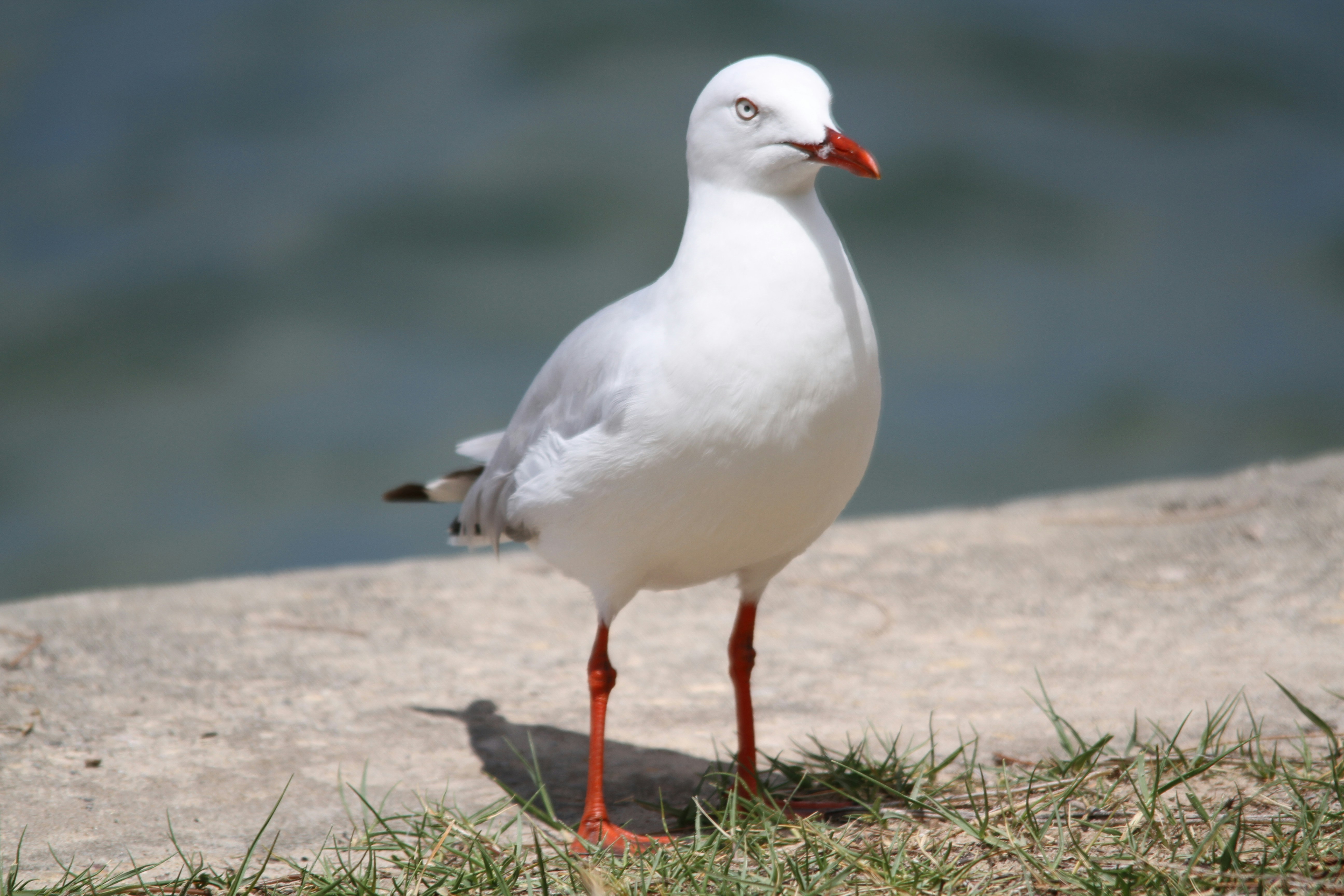 a bird standing in front of a body of water
