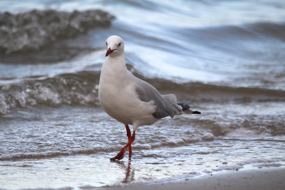 um pássaro em pé em uma praia perto de um corpo de água