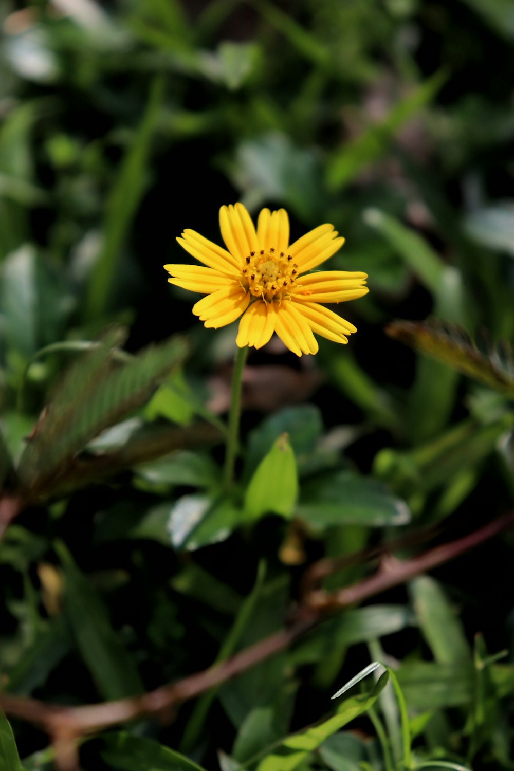a single yellow flower sitting in the middle of a field
