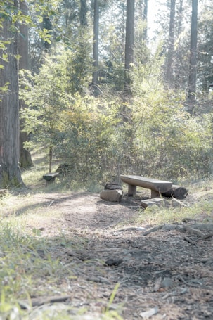 A serene forest scene with tall trees and green foliage basking in soft sunlight. A simple wooden bench rests on a path surrounded by grass and scattered stones, providing a peaceful spot for contemplation.