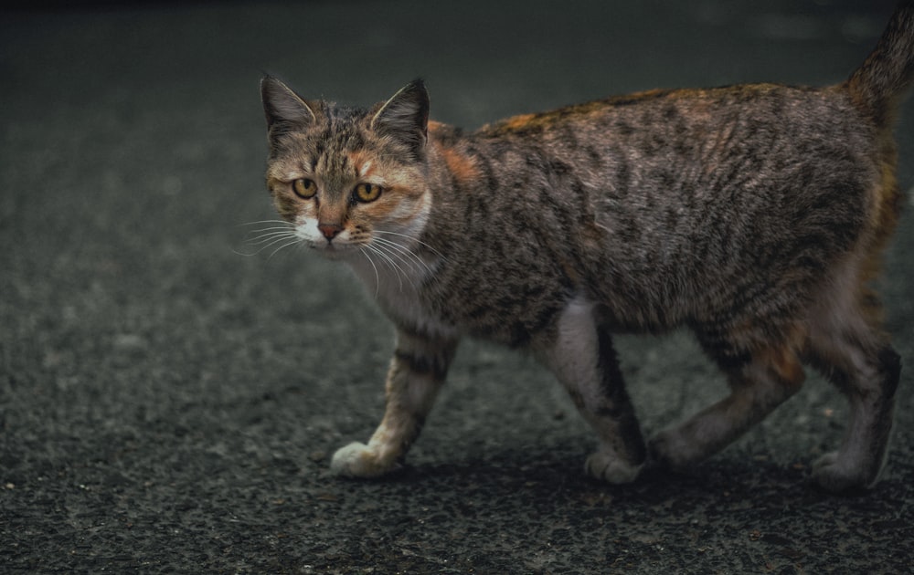 a cat walking across a street next to a car