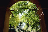An elegant elven archway framed by lush greenery and golden light filtering through leaves.