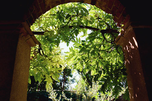 An elegant elven archway framed by lush greenery and golden light filtering through leaves.