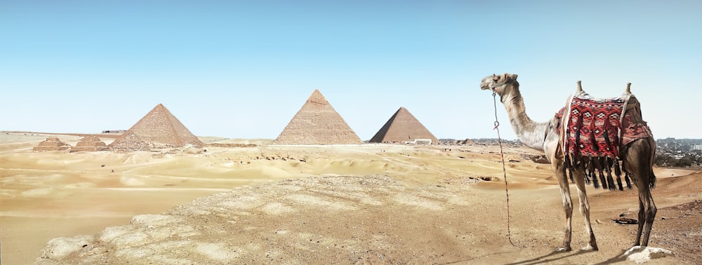 낙타가 세 개의 피라미드 앞에 서 있다