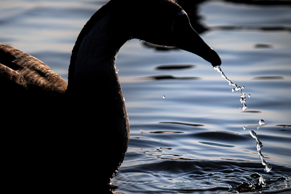 un'anatra che sta in piedi nell'acqua