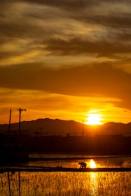 A farmer working diligently in the fields during sunset.