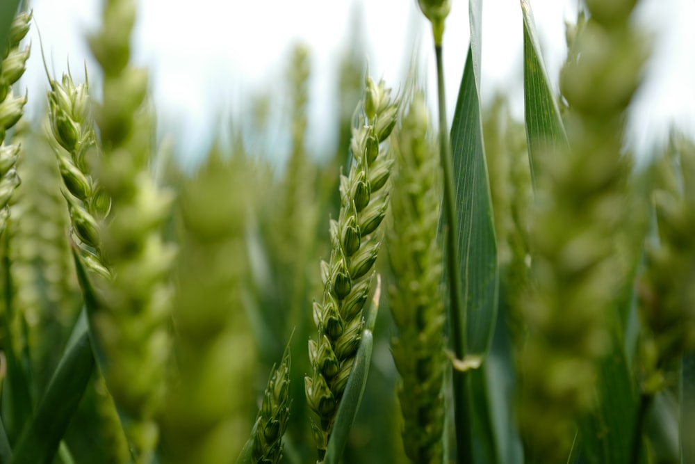 a close up of a bunch of green wheat