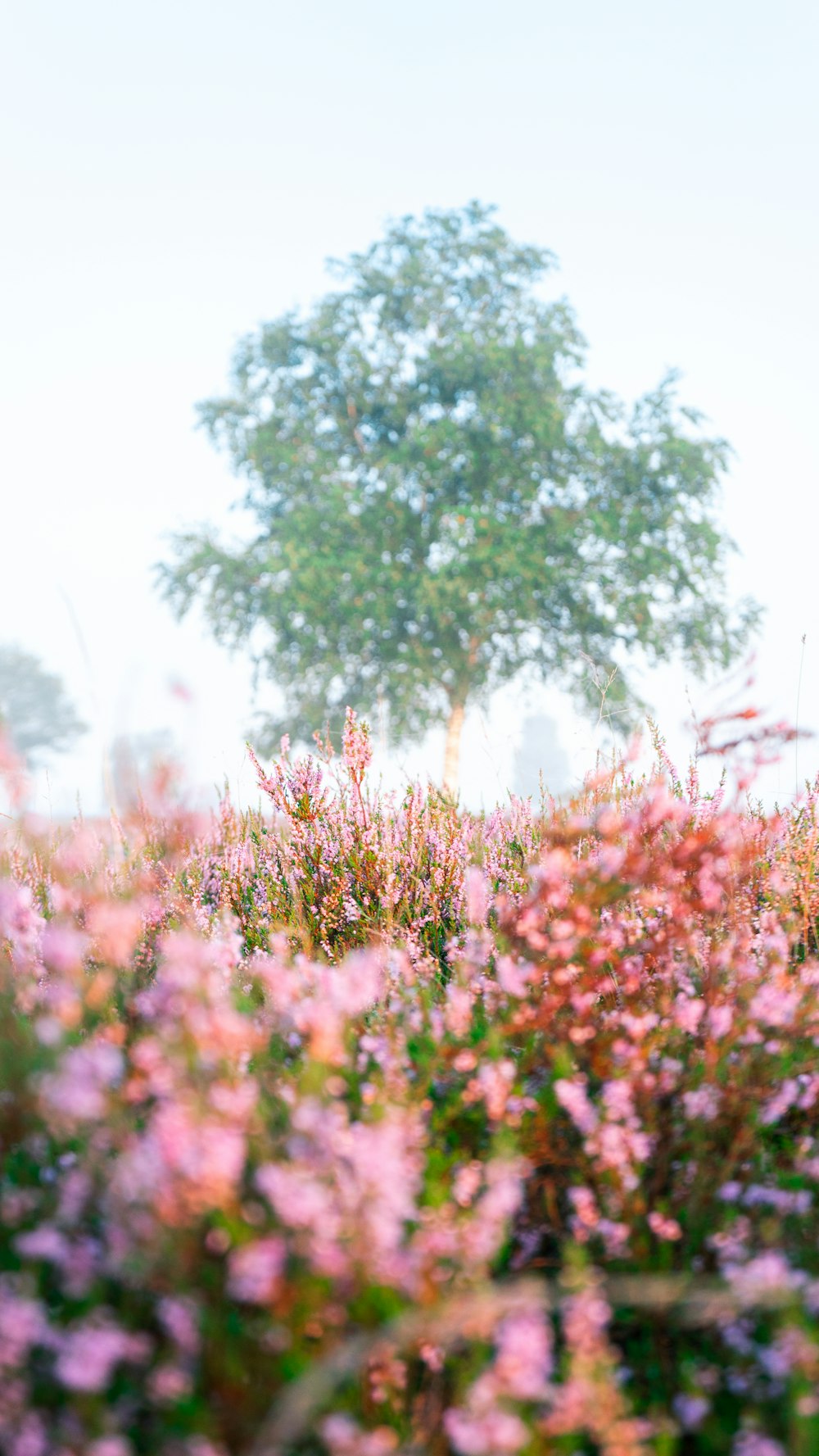 a field of flowers with a tree in the background