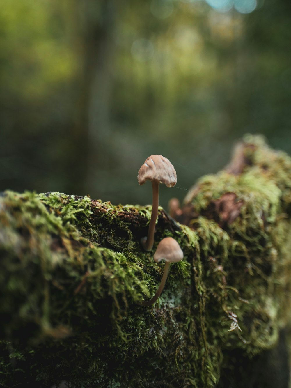 a group of mushrooms sitting on top of a moss covered log