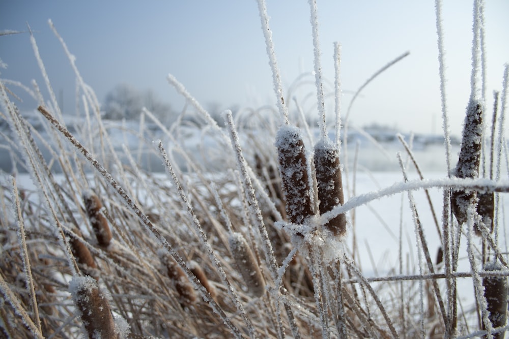 a field covered in ice and frost next to a lake