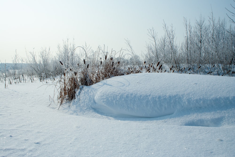 a snow covered field with trees and bushes in the background