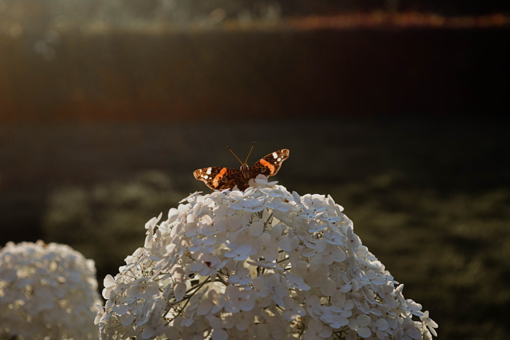 Deux papillons assis au sommet d’une fleur blanche
