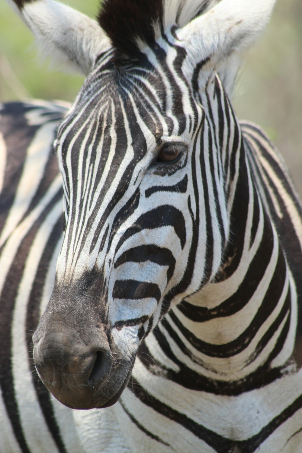 a close up of a zebra with a blurry background