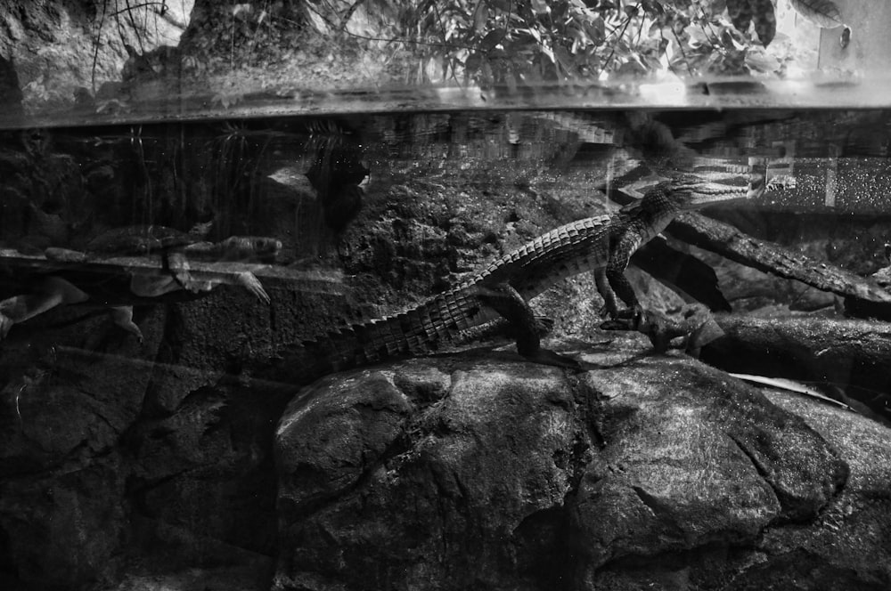 a black and white photo of a lizard on a rock